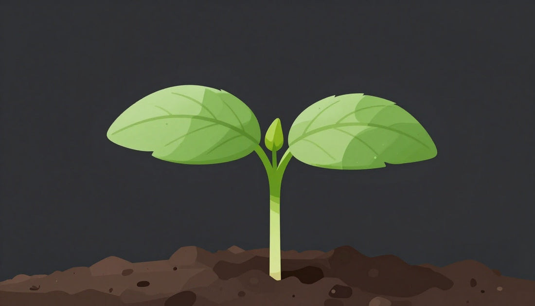 What Do Baby Marijuana Plants Look Like? A Visual Guide